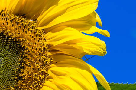 close up of a young sunflower growing seeds from the outside in over a blue skyの写真素材