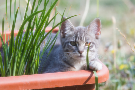 cute wild kitten laying in a flower pot with morning sunshine with a soft focus lookの写真素材