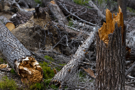 close up of a broken tree in the forest after a wind stormの写真素材