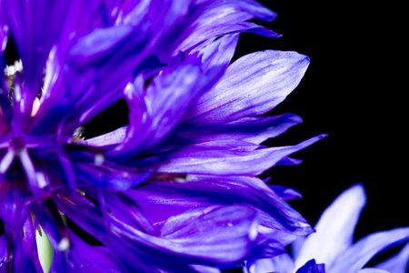 close up of a bachelor button wildflower over a black backgroundの写真素材