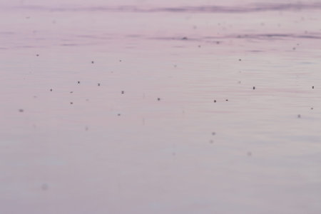 Diamond Lake Oregon, closeup in the afternoon of multiple mosquitoes on the water surface