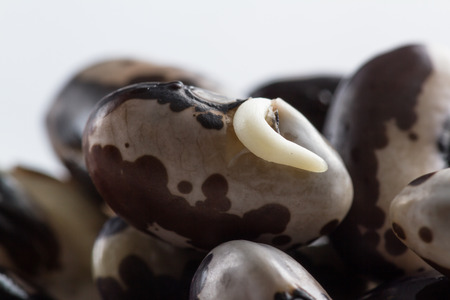 close up of a group of raw sprouted orca beansの写真素材
