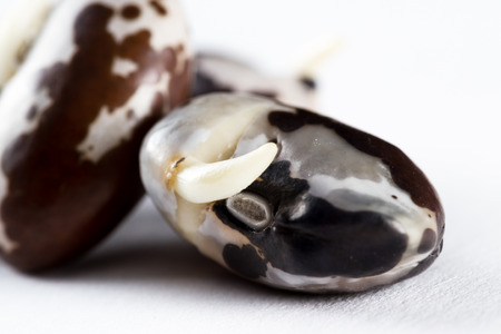 close up of a group of raw sprouted orca beansの写真素材