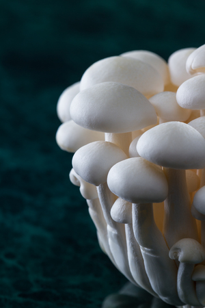 Close up of a cluster of raw organic white bunapi mushroomsの写真素材
