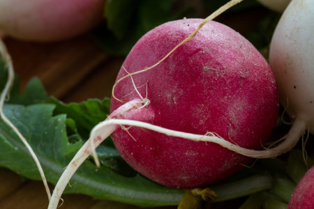 close up of raw organic radishes for a healthy diet or nutritional food concept