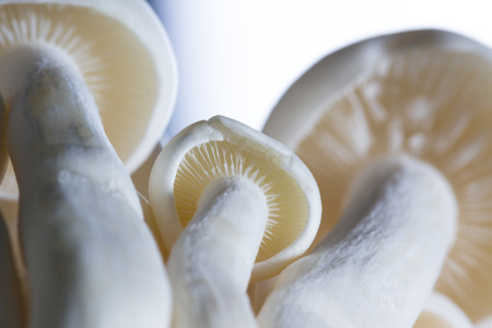 Close up of a cluster of raw organic white bunapi mushroomsの写真素材