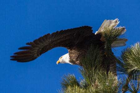 Adult american bald eagle perched on a tree branch, Coeur d' Alene, Idaho. 2015の写真素材