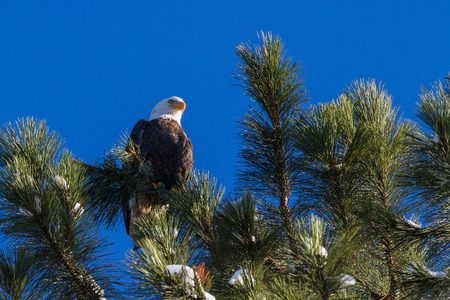 Adult American Bald Eagle perched on a tree with beautiful blue sky in the backgroundの写真素材