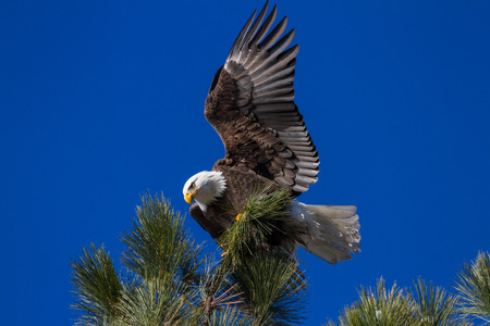 Adult american bald eagle perched on a tree branch, Coeur d' Alene, Idaho. 2015の写真素材