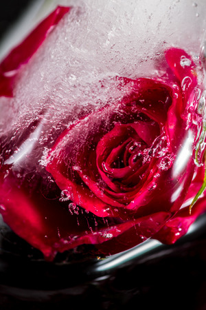 close up of a small red rose frozen in an ice cube adding beautiful lines and bubbles using element of distortion with artistic intentionの写真素材
