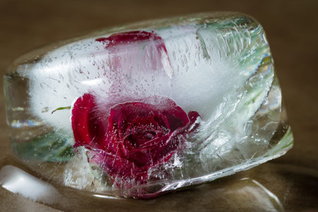 close up of a small red rose frozen in an ice cube adding beautiful lines and bubbles using element...
