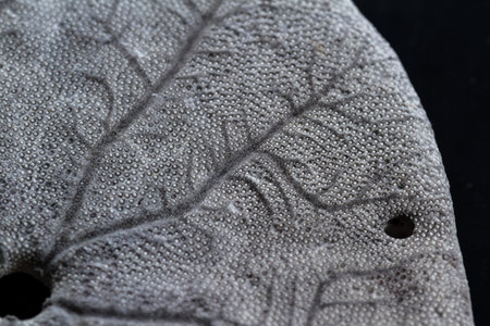 old sand dollar or starfish close up with interesting texture and pattern