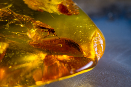 close up of a piece of amber preserving a piece of history insideの写真素材