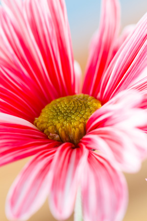 close up of a beautiful daisy with long soft petals with red and white stilesの写真素材