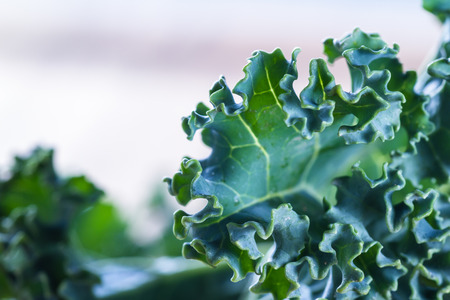 close up of a leaf of fresh organic kale with an interesting pattern and texture on top of the leafの写真素材