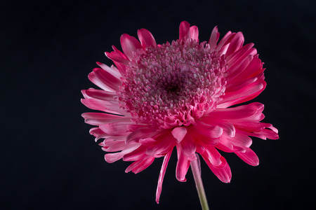 macro of a class 8 Anemone Chrysanthemum flower spray painted to add a variety of colorの写真素材