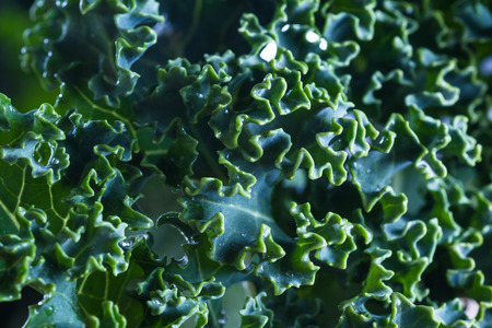 close up of a leaf of fresh organic kale with an interesting pattern and texture on top of the leafの写真素材