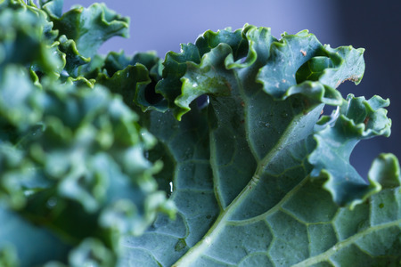 close up of a leaf of fresh organic kale with an interesting pattern and texture on top of the leafの写真素材