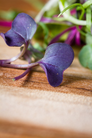 close up of mixed fresh organic micro greens to use in salads or other recipesの写真素材
