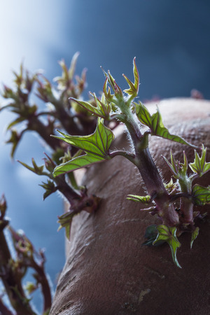 close up of a sweet potato that sat on the counter for too long and now has stems and leaves growing out of itの写真素材