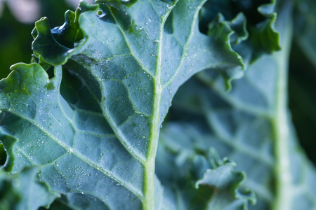 close up of a leaf of fresh organic kale with an interesting pattern and texture on top of the leafの写真素材