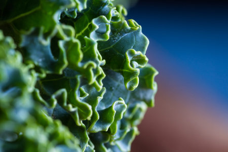 close up of a leaf of fresh organic kale with an interesting pattern and texture on top of the leafの写真素材