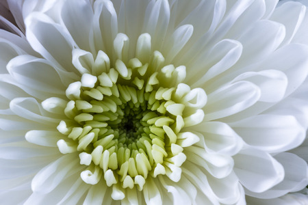 close up of a beautiful white Chrysanthemum with delicate soft petals and a yellow centerの写真素材