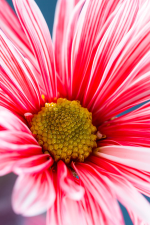 close up of a beautiful daisy with long soft petals with red and white stilesの写真素材