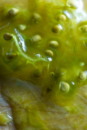 close up of seeds from a very juicy greenish heirloom tomato on a kitchen tableの写真素材