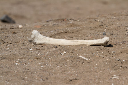 Pachacamac, Lima - May 10 : Human remains and textiles on top of the sand in this active...