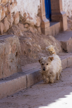 cute puppy walking down the street in the city of Maras, Peruの写真素材