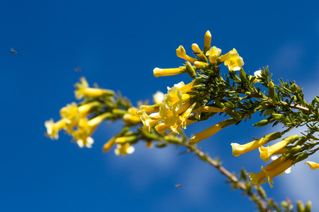 the Cantuta, the sacred flower of the Incas and National Flower of Peru shot outdoors in sunny conditionsの写真素材
