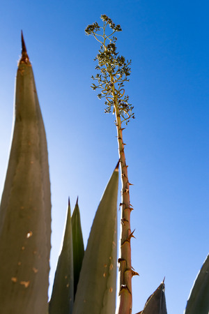 tall stem on an agave plant with a blue sky in the backgroundの写真素材