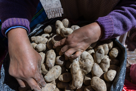 close up of a bag of Peruvian potatoes for sale at the Pisac market with hands in motion form a local farmerの写真素材