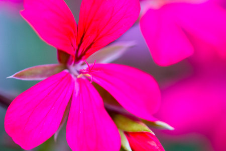 macro of a small flower with a beautiful rich purple color