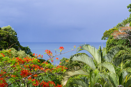 beautiful and peaceful view of the pacific ocean thru a lush jungle with colorful flowers in Costa Ricaの写真素材