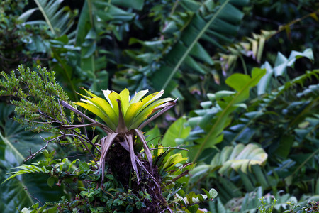 vivid green plants growing on old stablished trees in the Rain Forest of Costa Rciaの写真素材