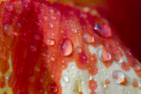 close up of the pattern and detail on an orange gladiolus bloom in Costa Ricaの写真素材
