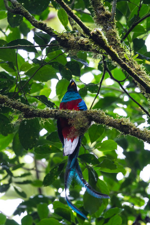 Resplendent quetzal perched on a tree in the cloud forest of Monteverde, Costa Ricaの写真素材