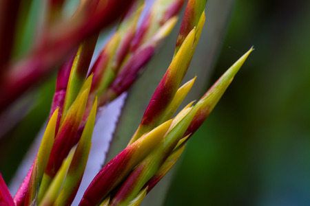 close up of the detail of a colorful rain forest plant in the green season in Costa Ricaの写真素材