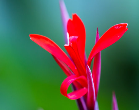 close up of a tropical flower with soft red petals over a green background