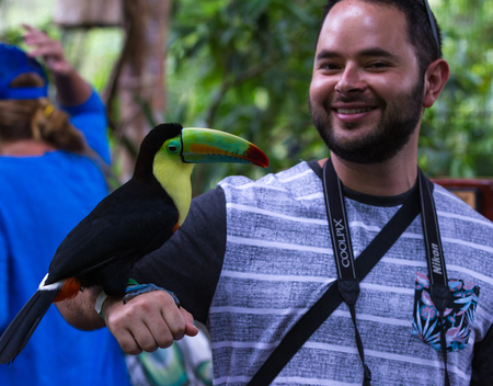 Alajuela, Costa Rica - May 02: Toucan in a posing with tourists in a wildlife refuge. May 02 2016 Alajuela, Costa Rica.のeditorial素材