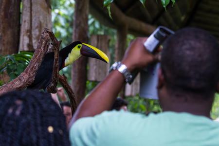 Alajuela, Costa Rica - May 02: Toucan in a private wildlife refuge and learning center open to the public. May 02 2016 Alajuela, Costa Rica.のeditorial素材