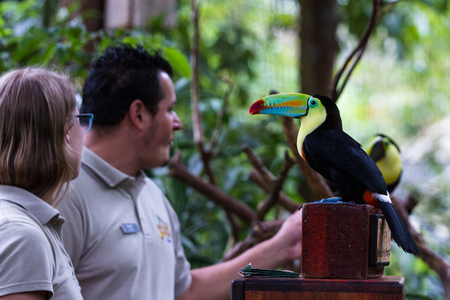 Alajuela, Costa Rica - May 02: Toucan in a private wildlife refuge and learning center open to the public. May 02 2016 Alajuela, Costa Rica.のeditorial素材