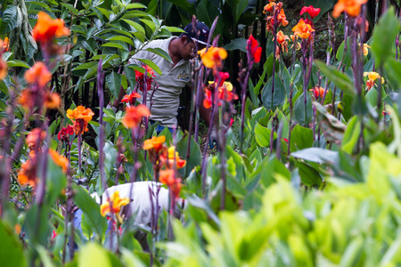 Alajuela, Costa Rica - May 02: gardeners landscaping a beautiful hillside with colorful flowers and plants. May 02 2016 Alajuela, Costa Rica.のeditorial素材