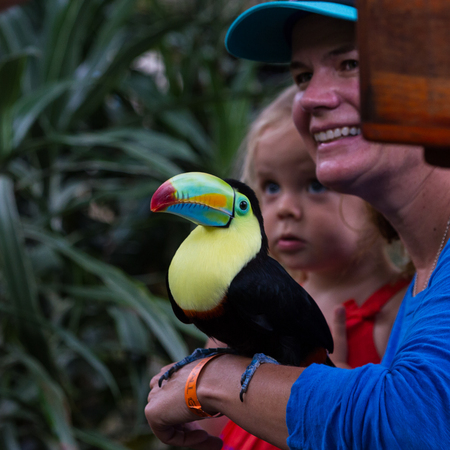 Alajuela, Costa Rica - May 02: Toucan in a posing with tourists in a wildlife refuge. May 02 2016 Alajuela, Costa Rica.のeditorial素材
