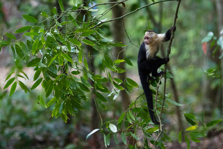 white faced monkey in Manuel Antonio natural park in Costa Rica