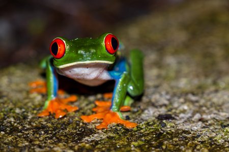 close up of a wild red eyed tree frog at night in a tropical setting near Arenal in Costa Rica