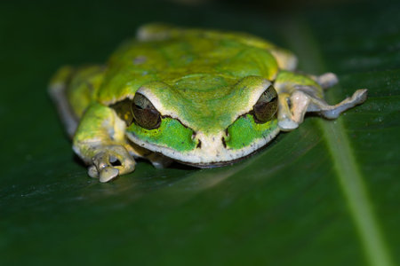 close up of a small masked frog on a a large green leaf in Costa Ricaの写真素材
