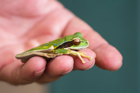 close up of a small masked frog on a males hand being relocated from a guests bedroom in Costa Rica